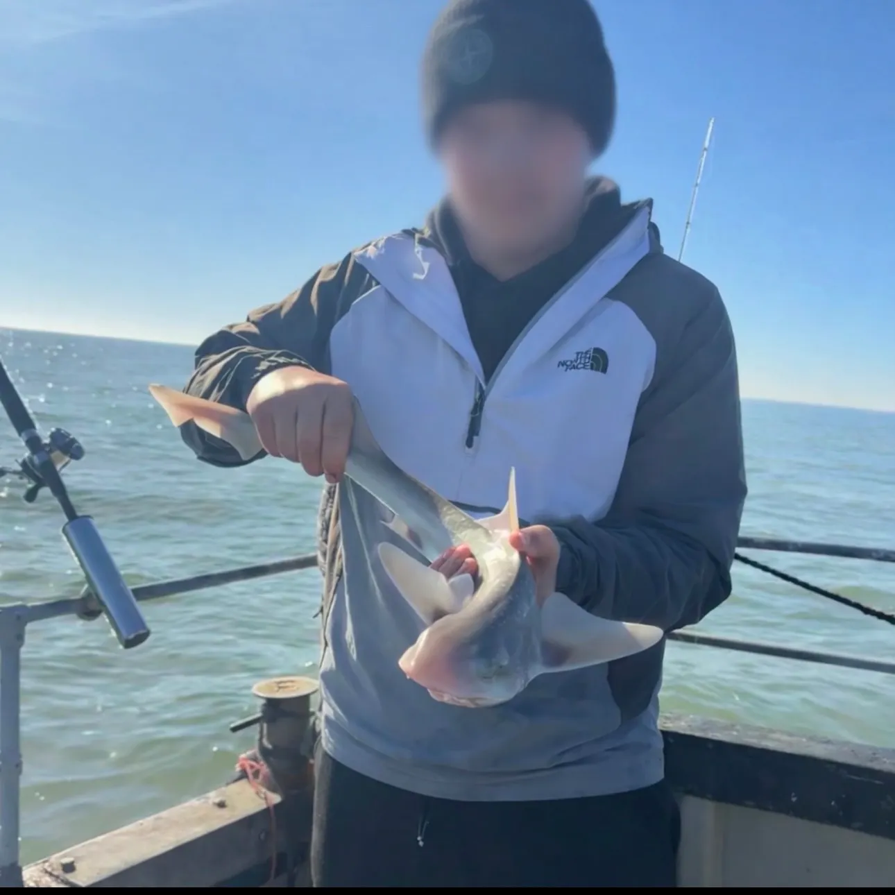 The most recent Starry smooth-hound catches on Fishbrain