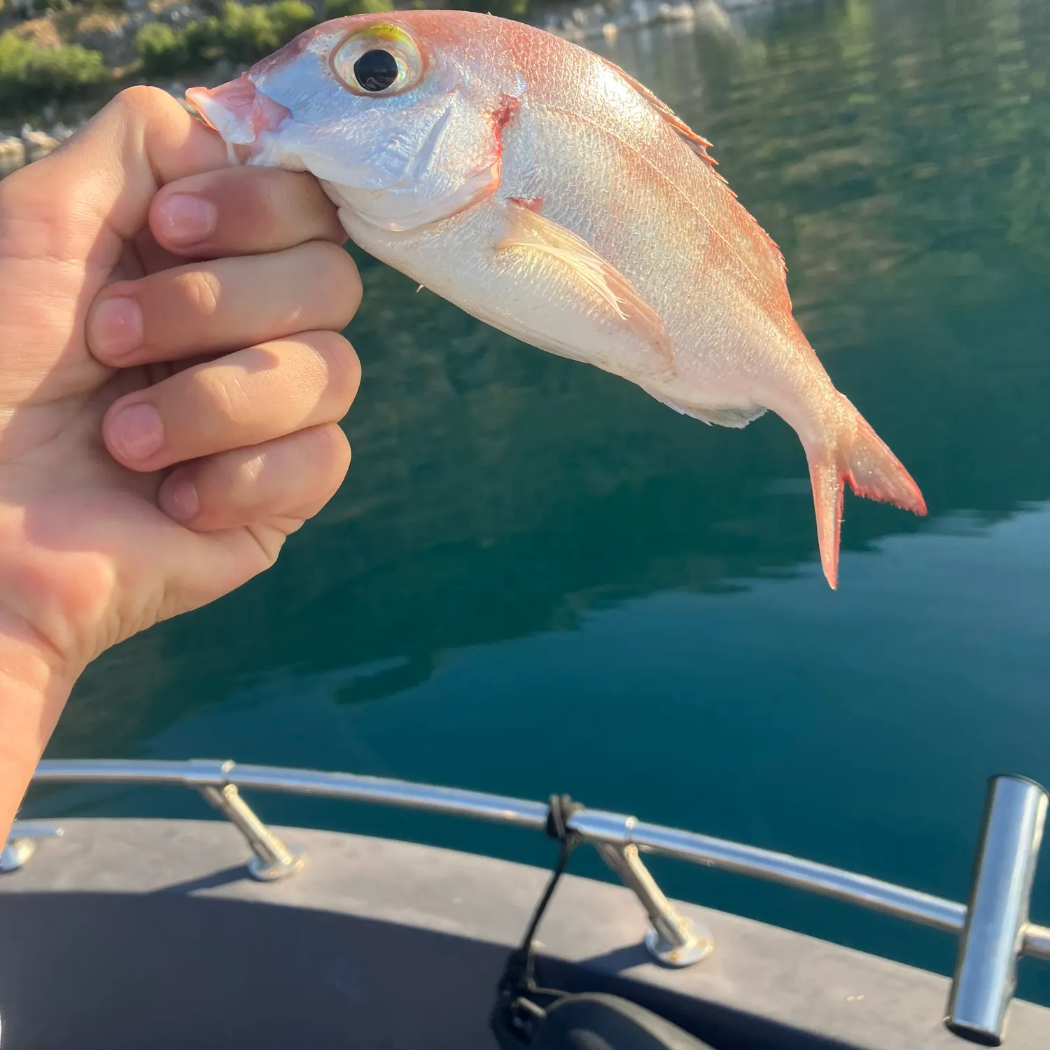 The most recent Common pandora catches on Fishbrain