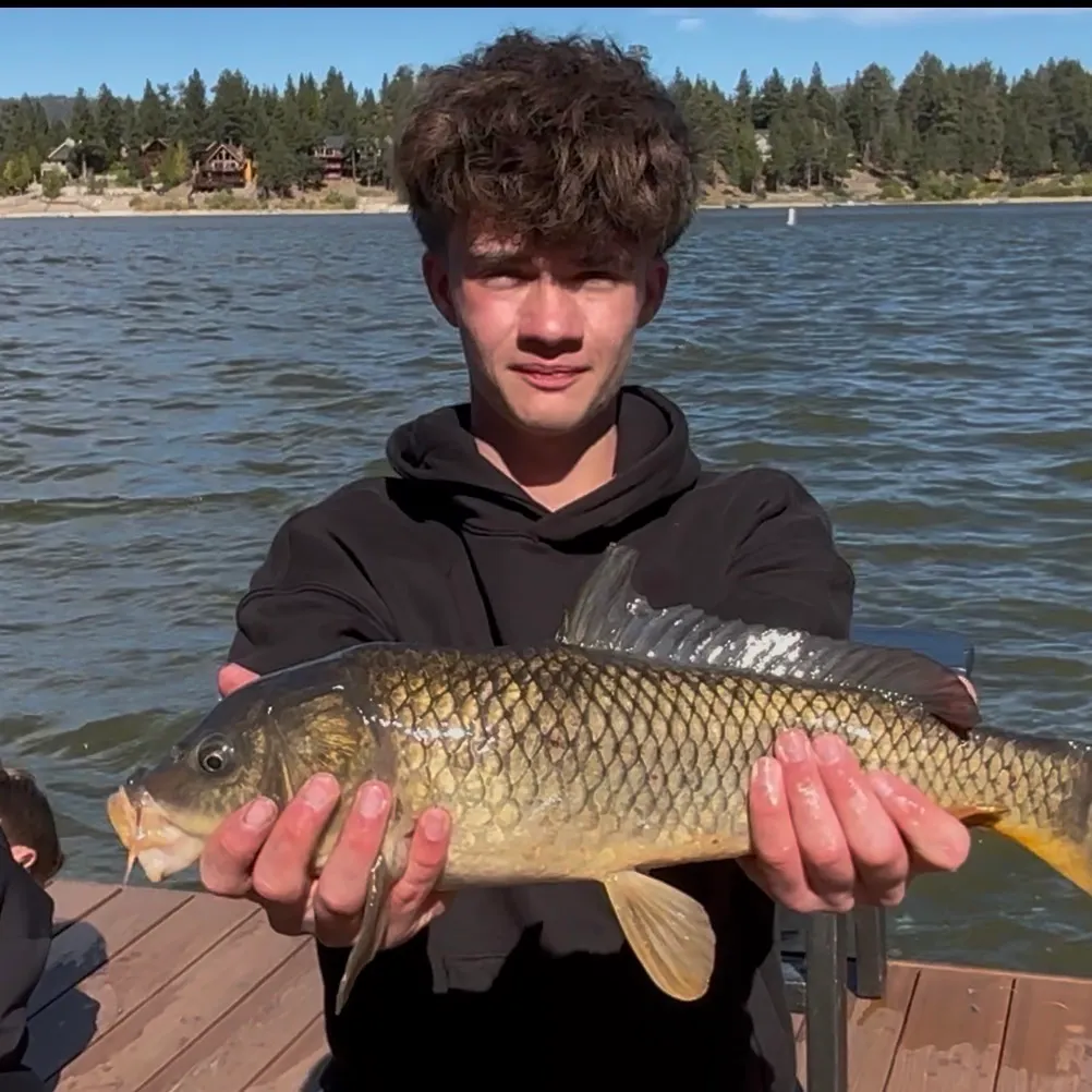 Common carp caught on Fishbrain