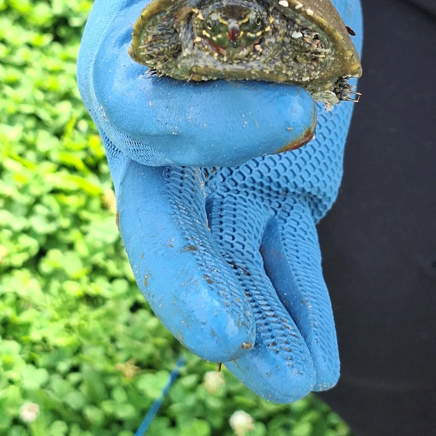 The most recent Eastern musk turtle catches on Fishbrain