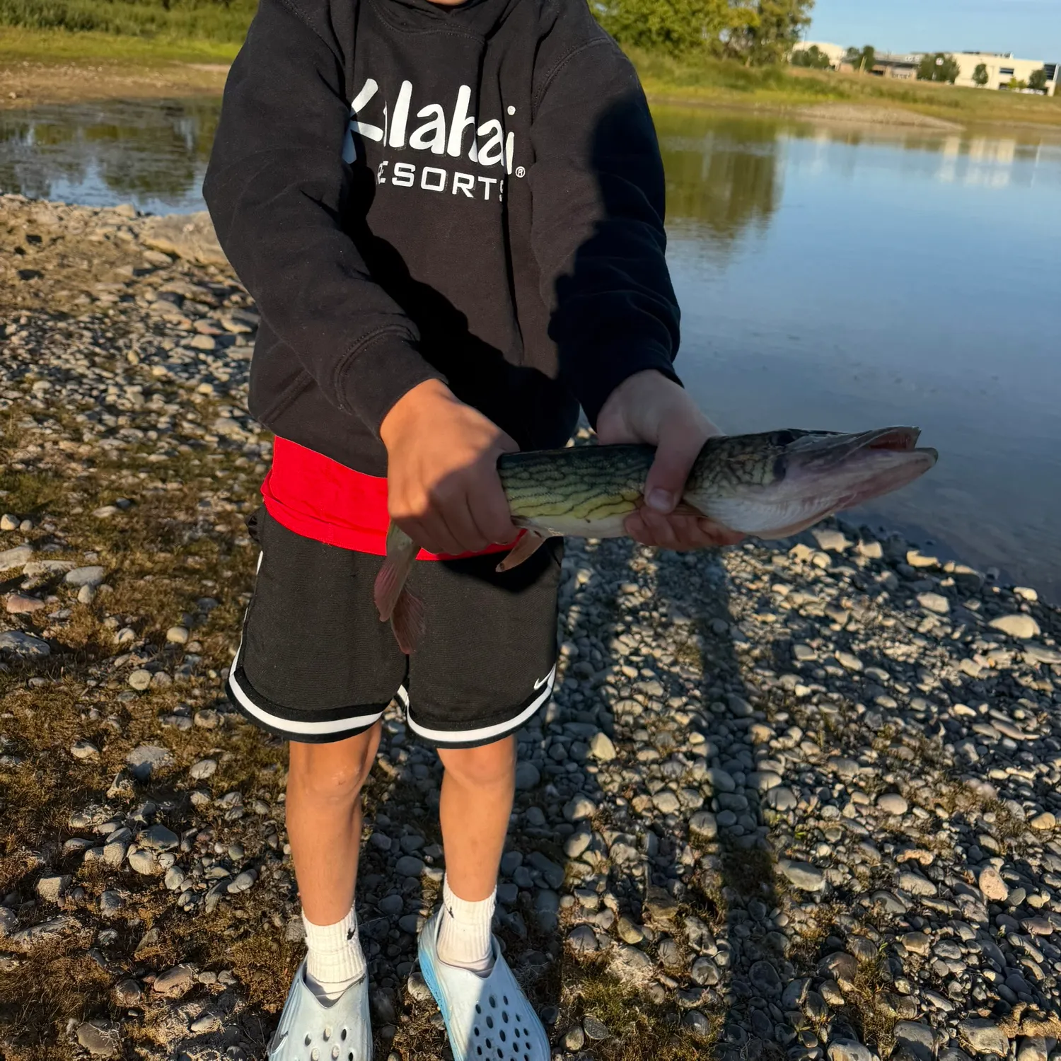 Chain pickerel caught on Fishbrain