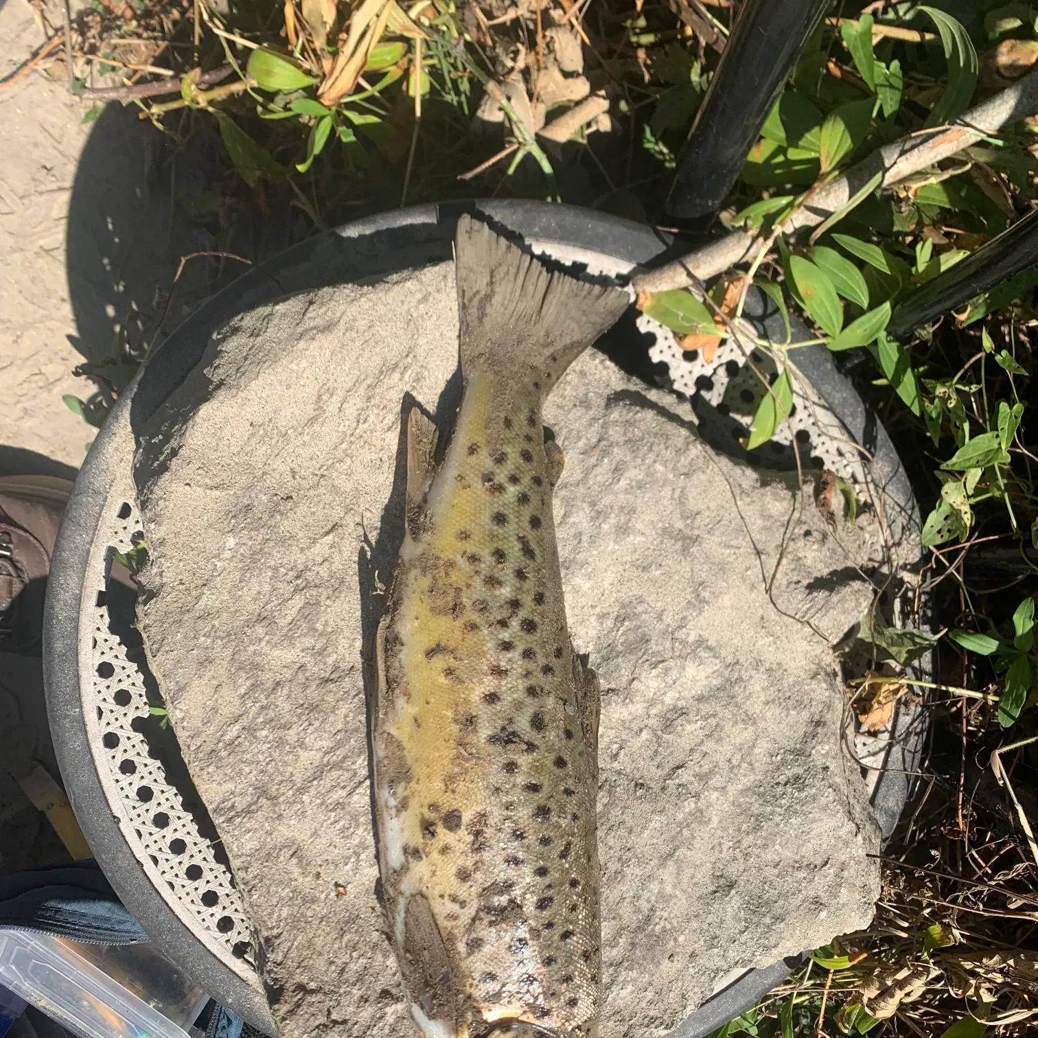 Brown trout caught on Fishbrain