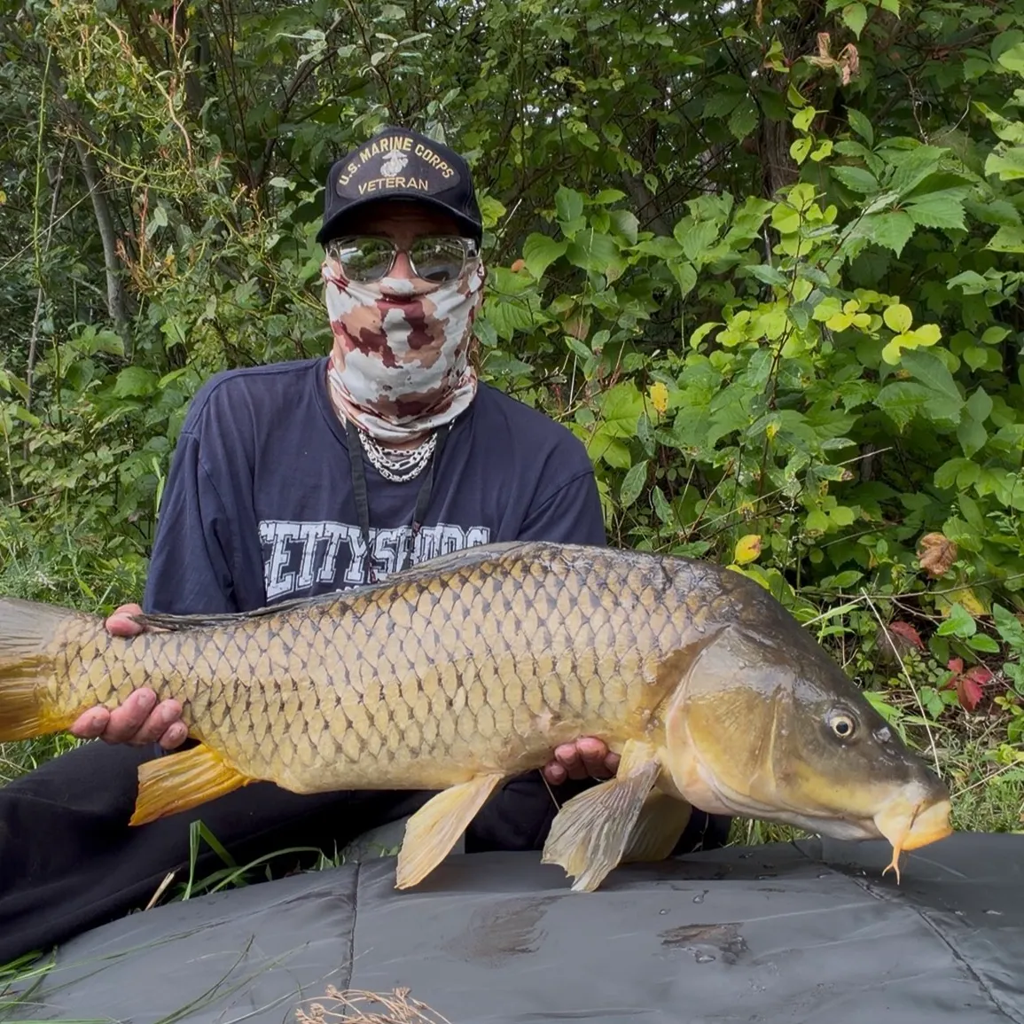 Common carp caught on Fishbrain