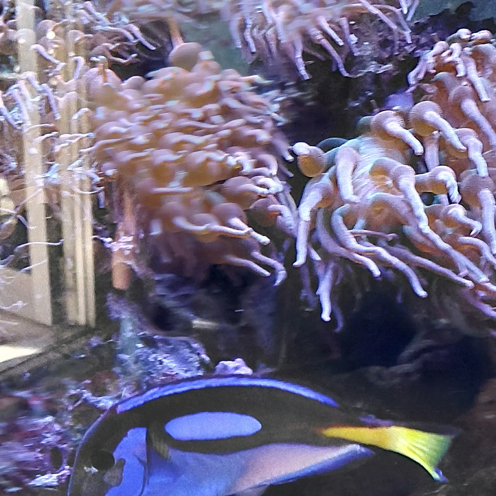 The most recent Blue tang surgeonfish catches on Fishbrain