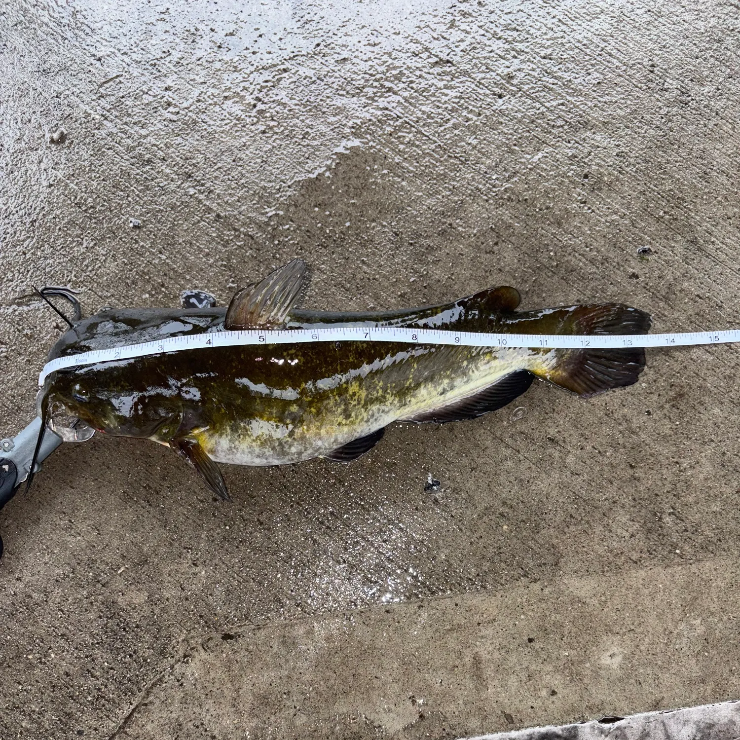 Fish caught on Fishbrain