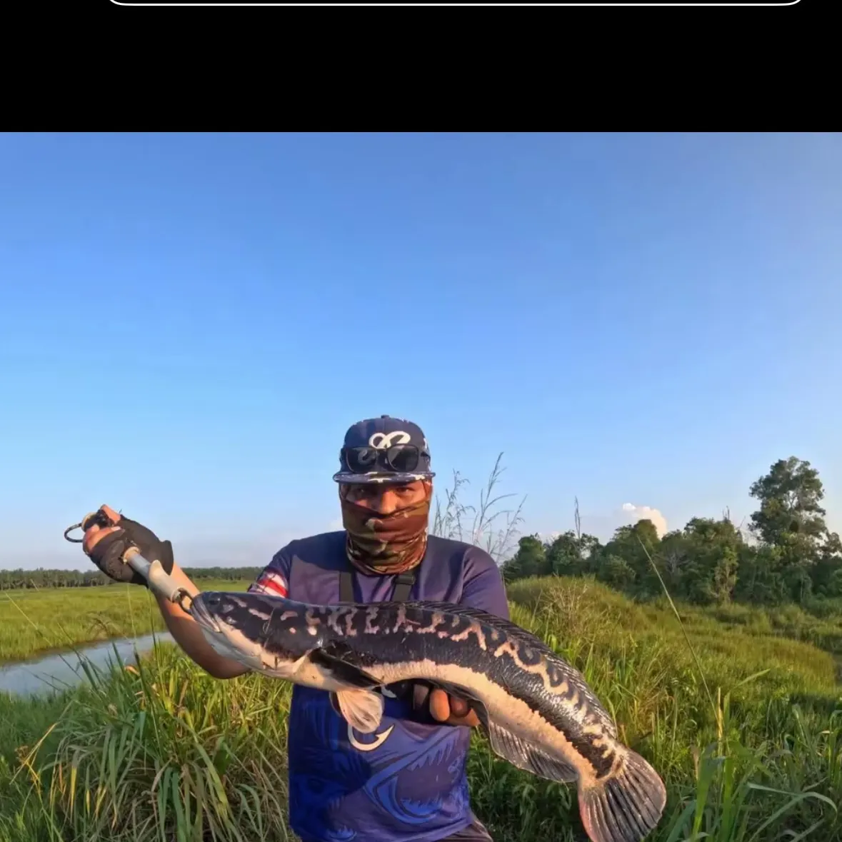 The most recent Indonesian snakehead catches on Fishbrain