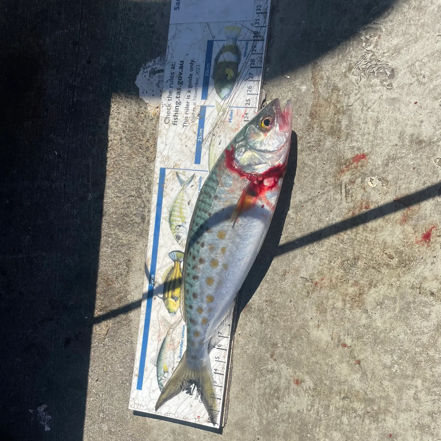 Eastern Australian salmon caught on Fishbrain