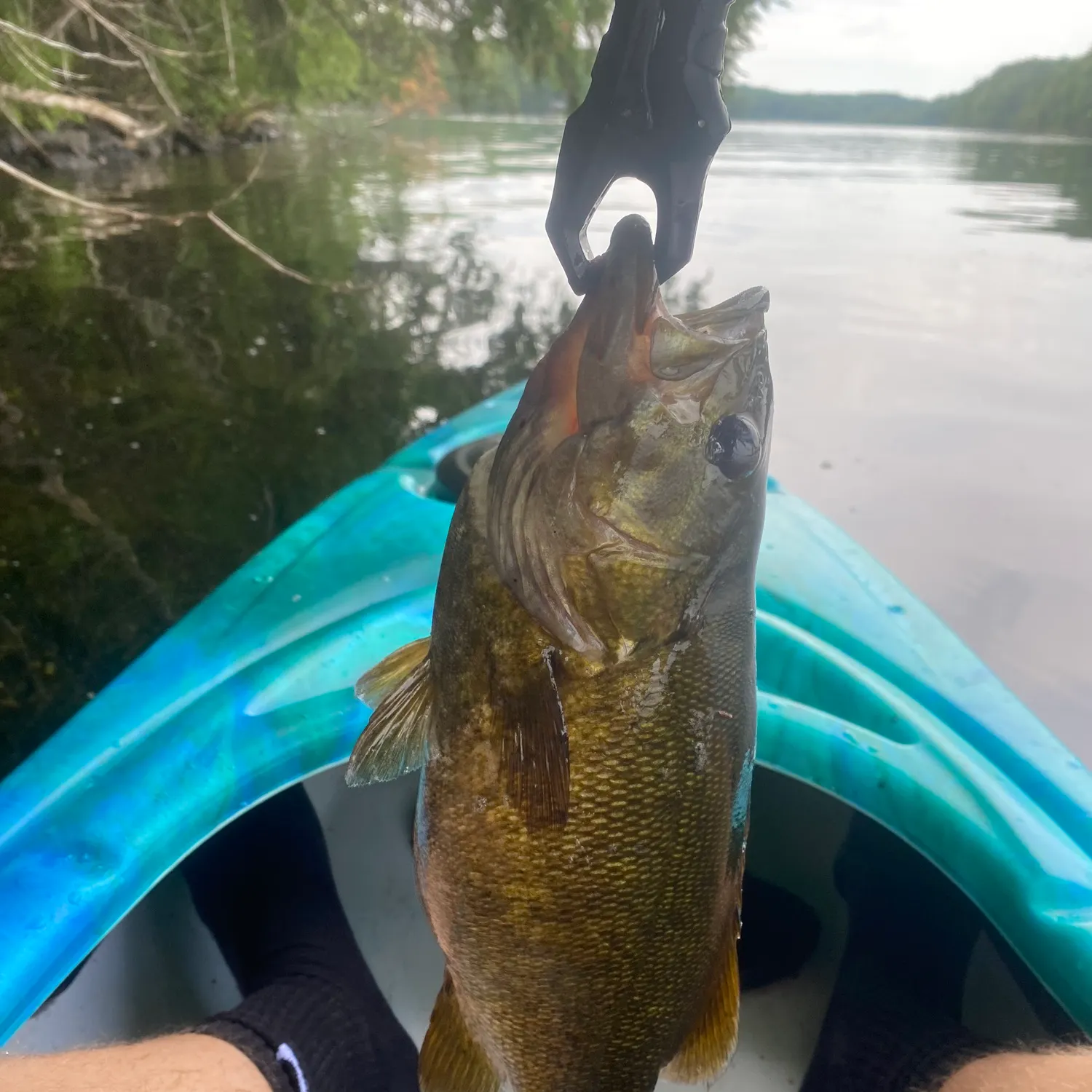 angler catch