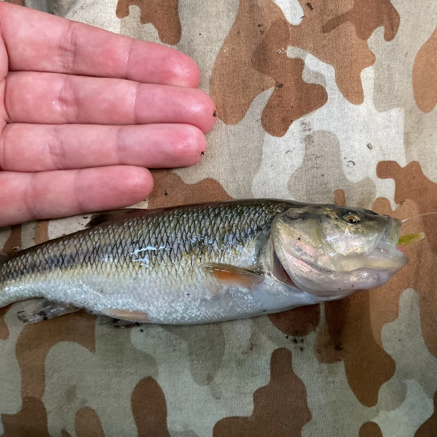 The most recent Creek chub catches on Fishbrain