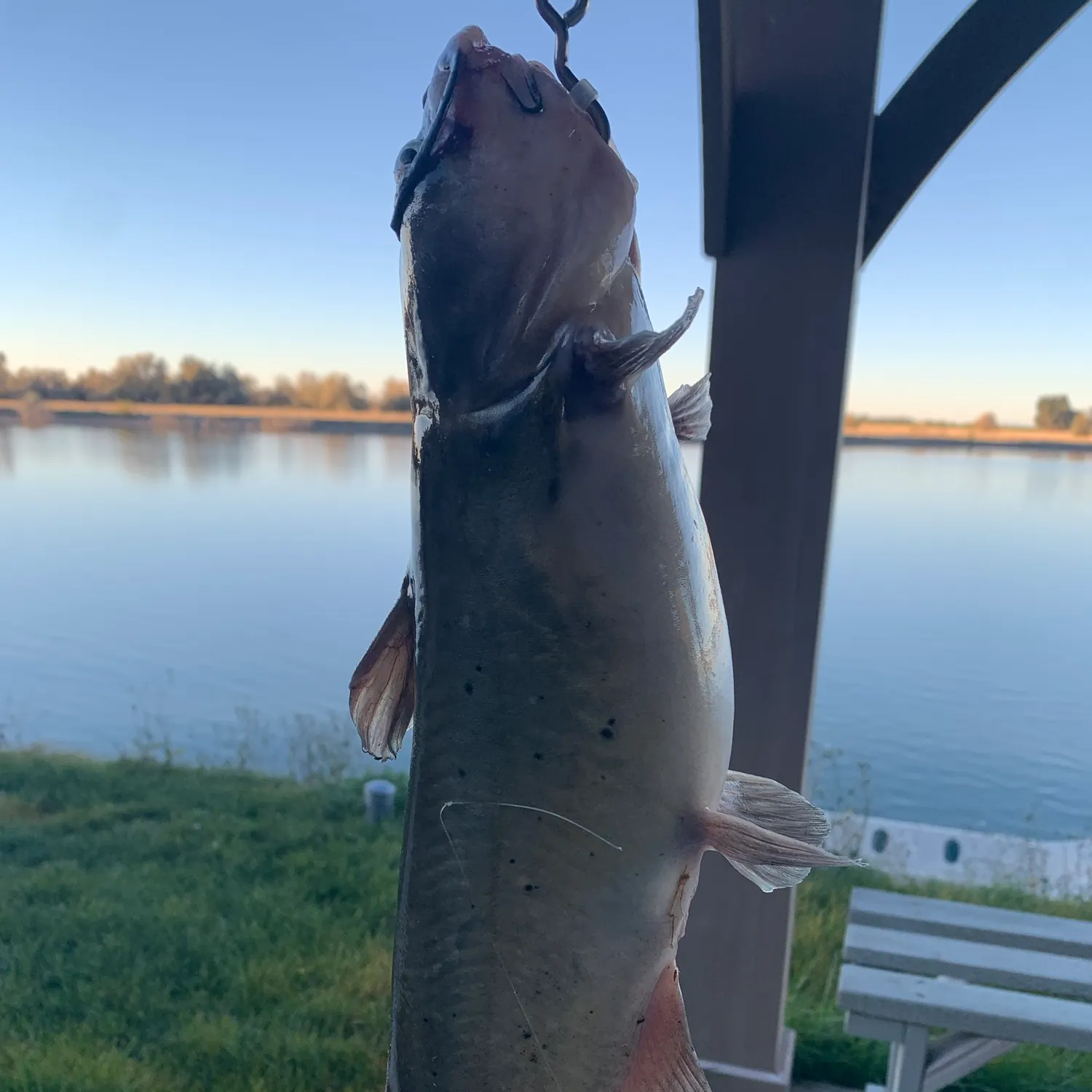 Channel catfish caught on Fishbrain