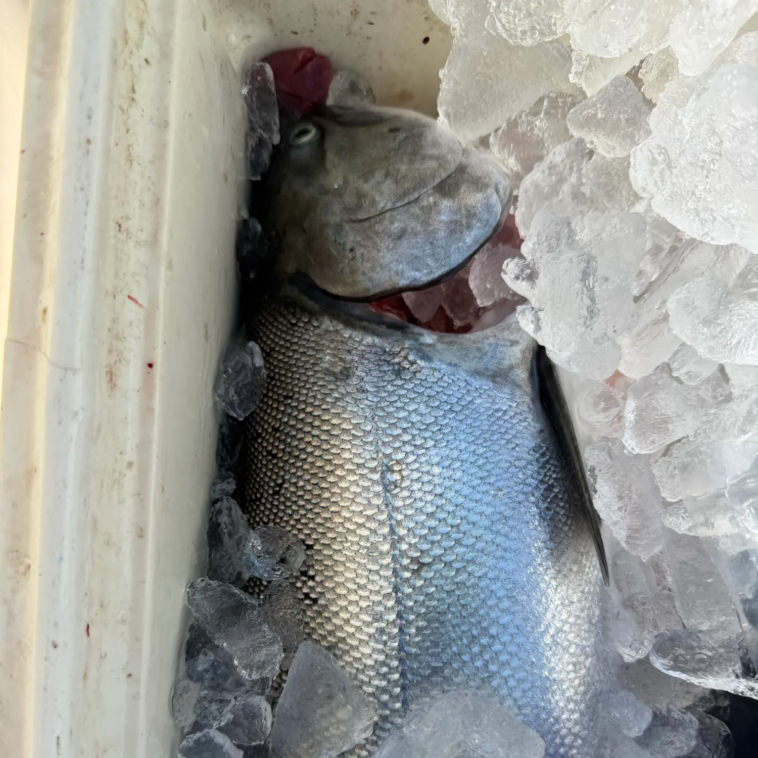 Chinook salmon caught on Fishbrain