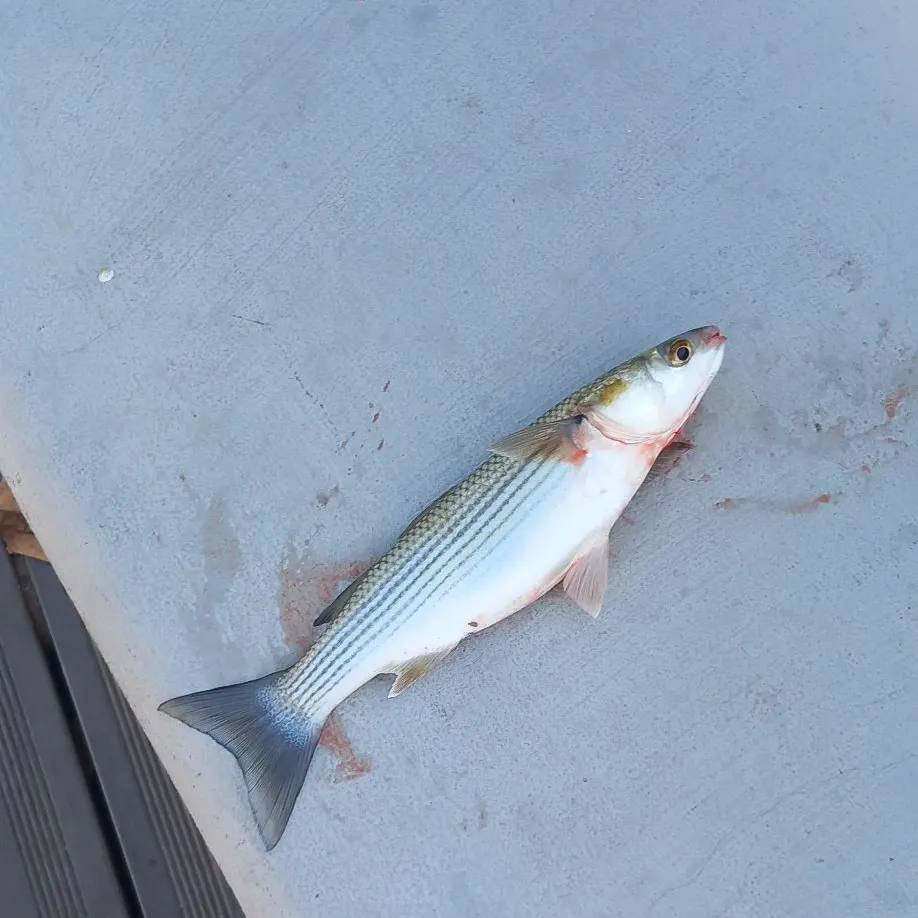 The most recent Thinlip grey mullet catches on Fishbrain