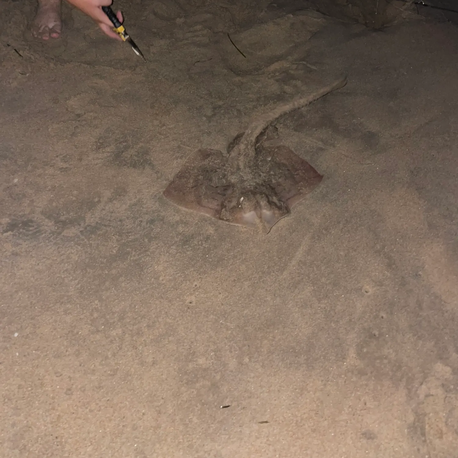 The most recent Starry ray catches on Fishbrain