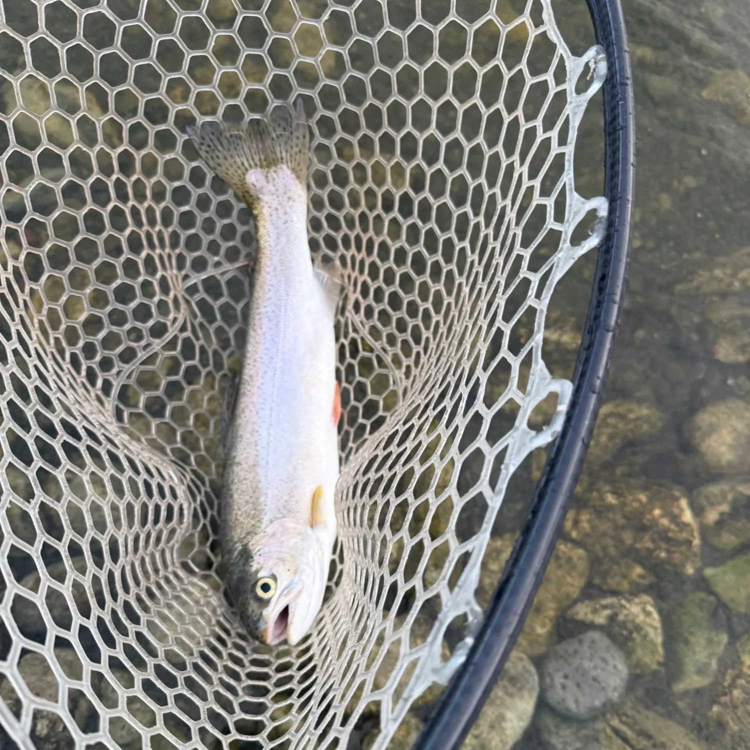 Rainbow trout caught on Fishbrain