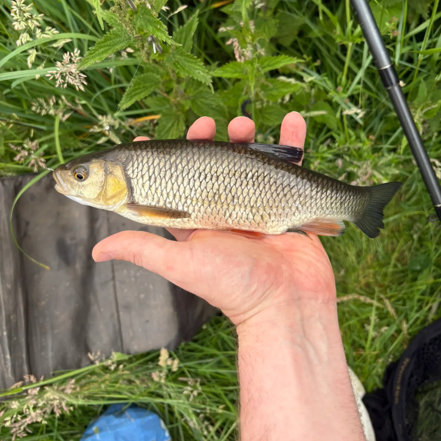 The most recent European chub catches on Fishbrain
