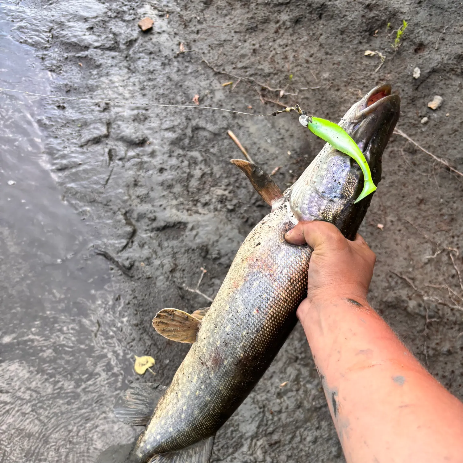 The most recent Northern pike catches on Fishbrain