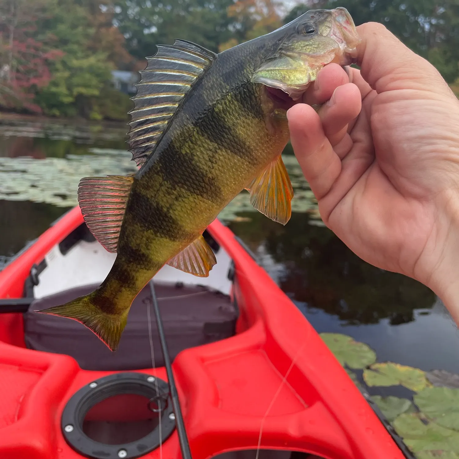 Yellow perch caught on Fishbrain