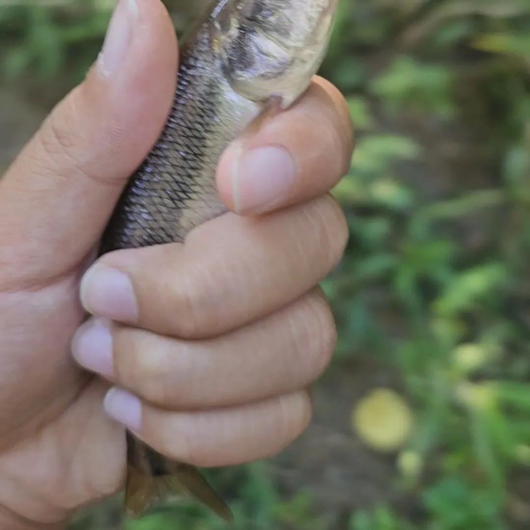 Creek chub caught on Fishbrain