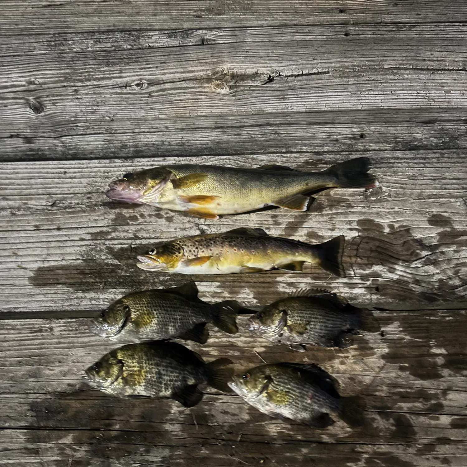 recently logged catches