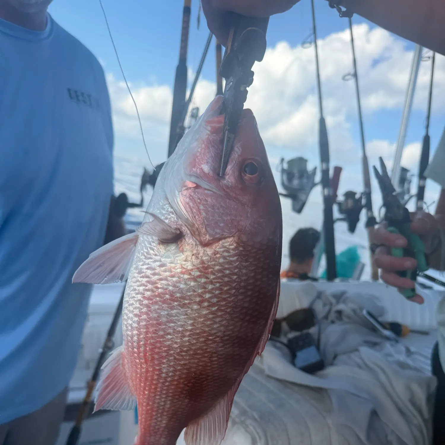 The most recent Northern red snapper catches on Fishbrain