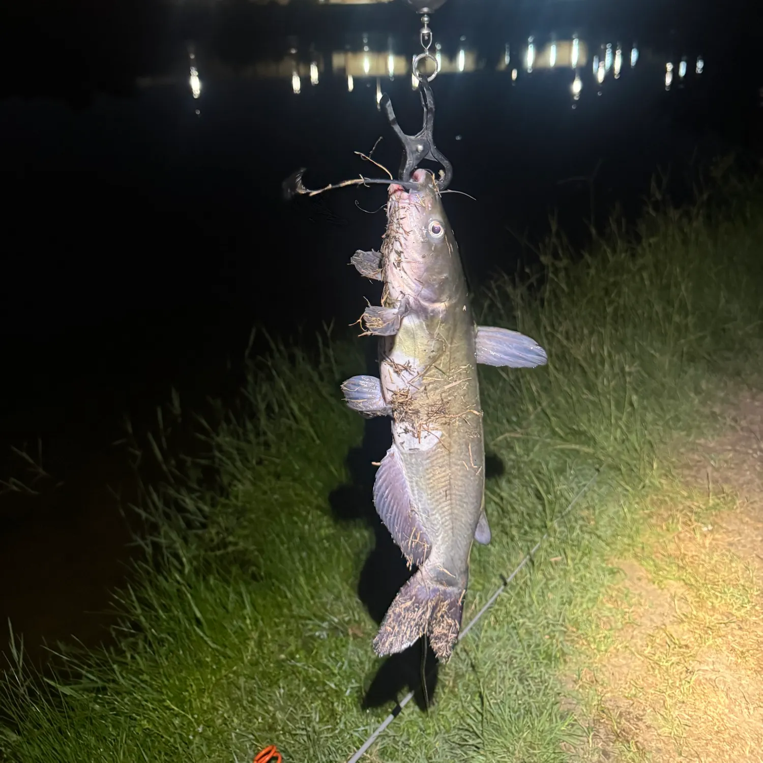 Channel catfish caught on Fishbrain