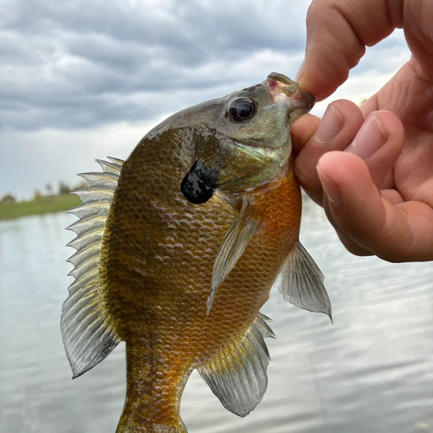 Bluegill caught on Fishbrain