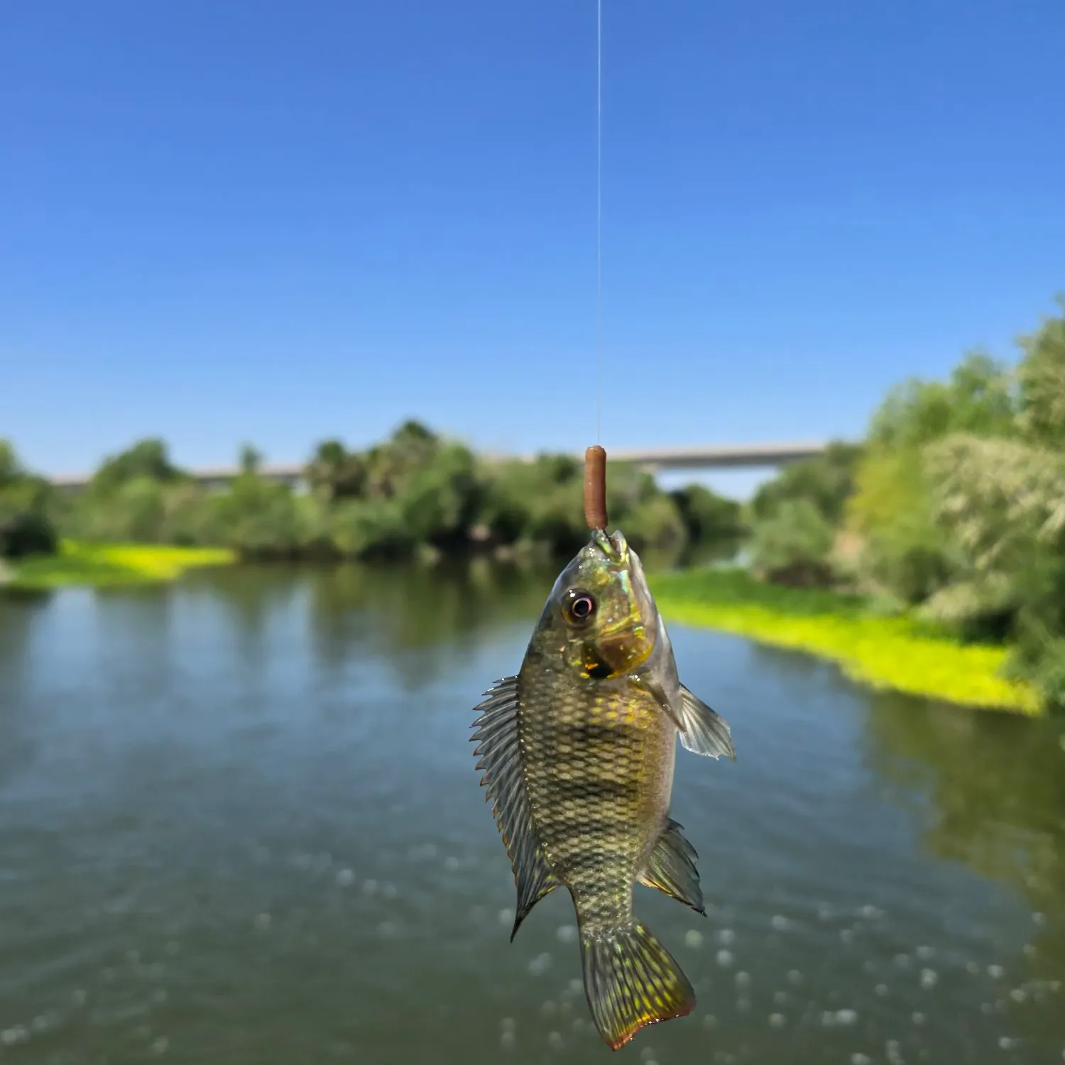 The most recent Redbelly tilapia catches on Fishbrain