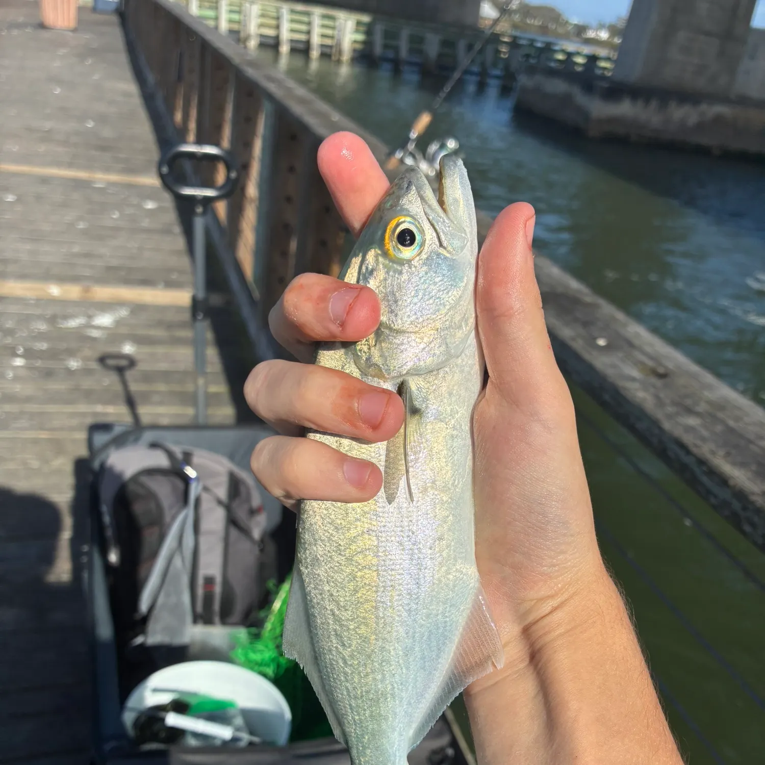The most recent Bluefish catches on Fishbrain