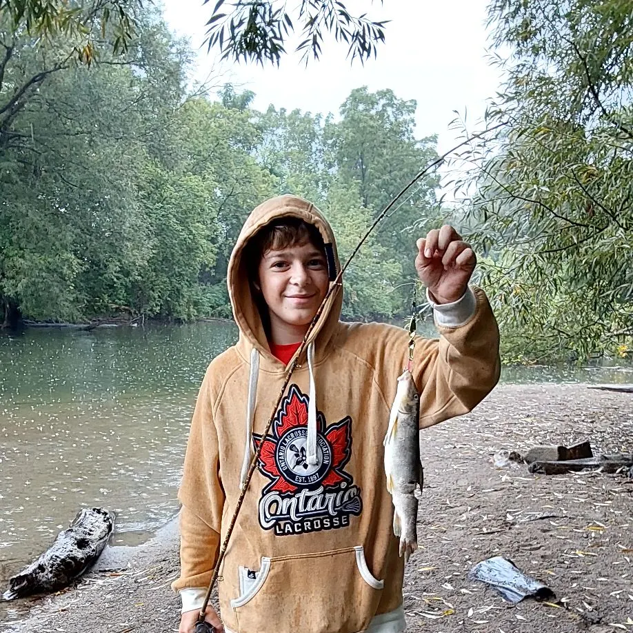 Common carp caught on Fishbrain