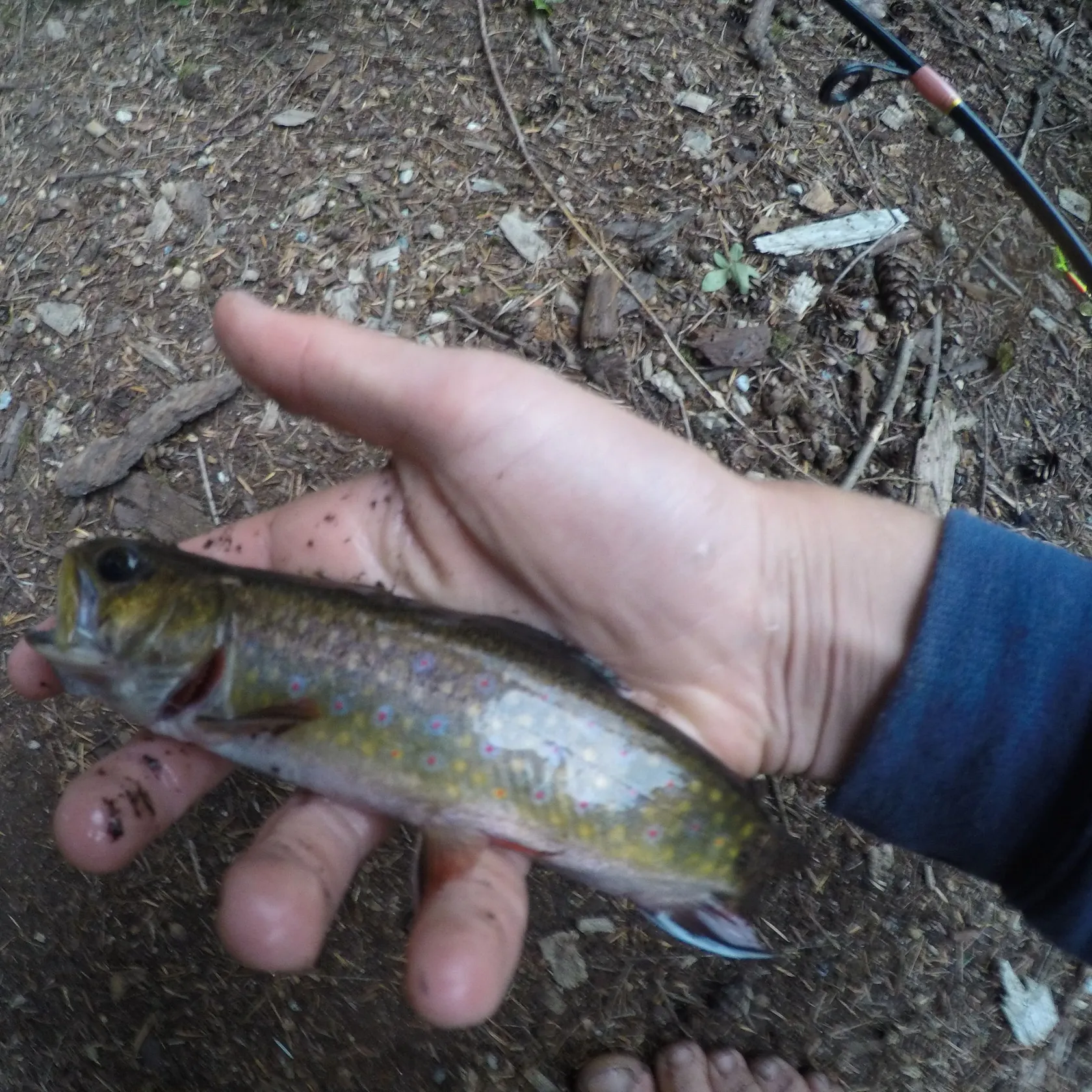 Brook trout caught on Fishbrain
