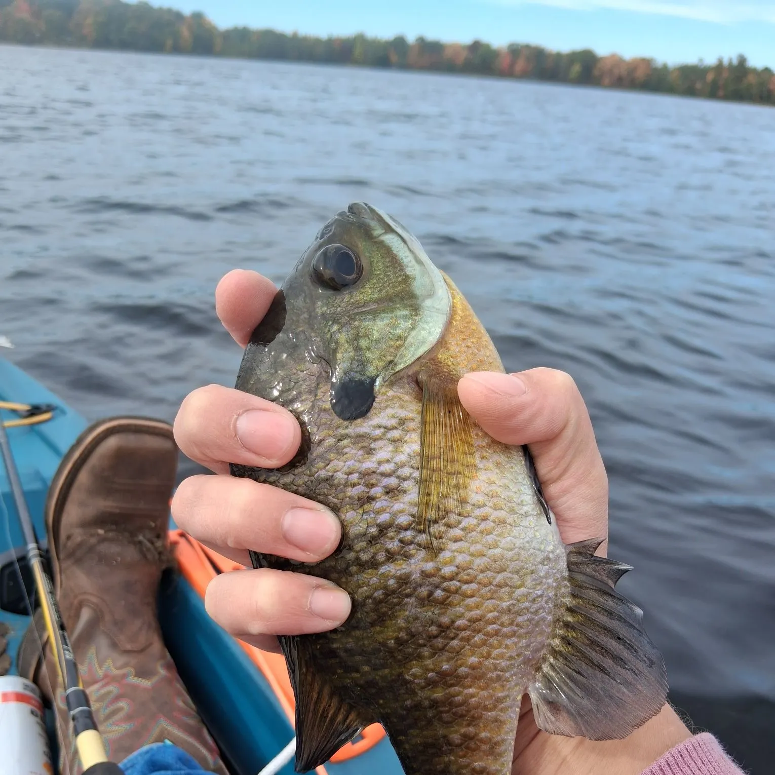 Bluegill caught on Fishbrain