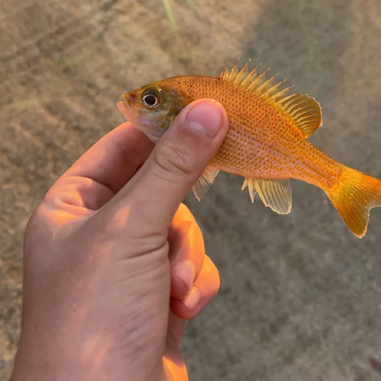 Redbreast sunfish caught on Fishbrain