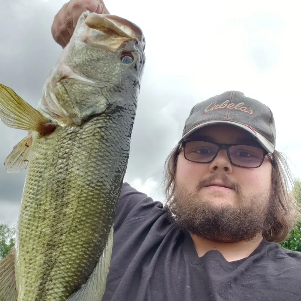 Largemouth bass caught on Fishbrain
