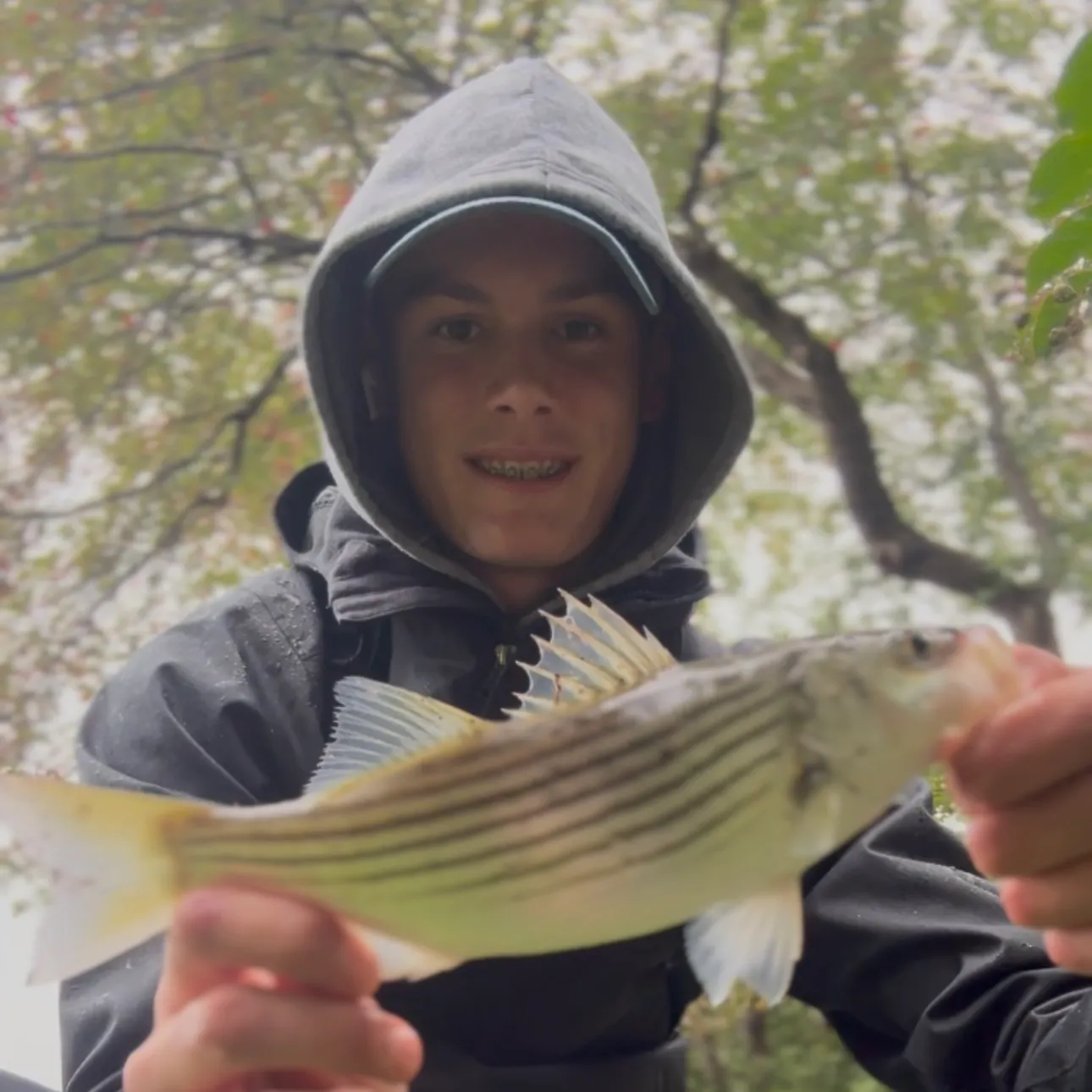 Striped bass caught on Fishbrain