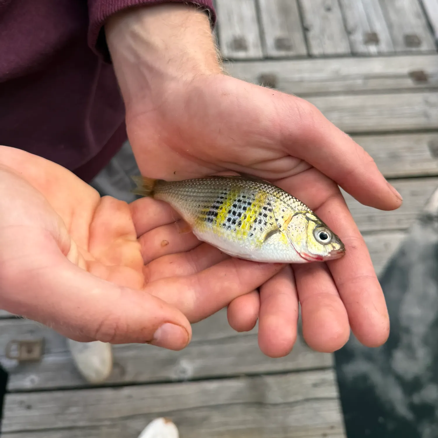 The most recent Shiner perch catches on Fishbrain
