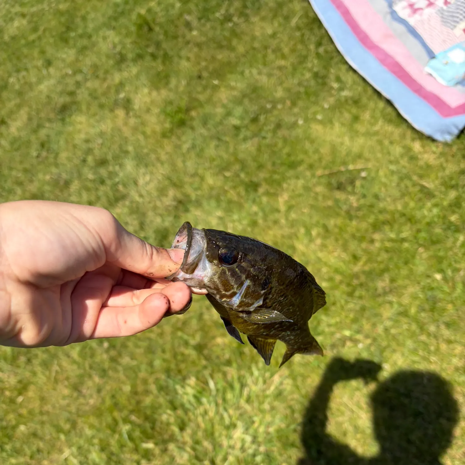 The most recent Warmouth catches on Fishbrain