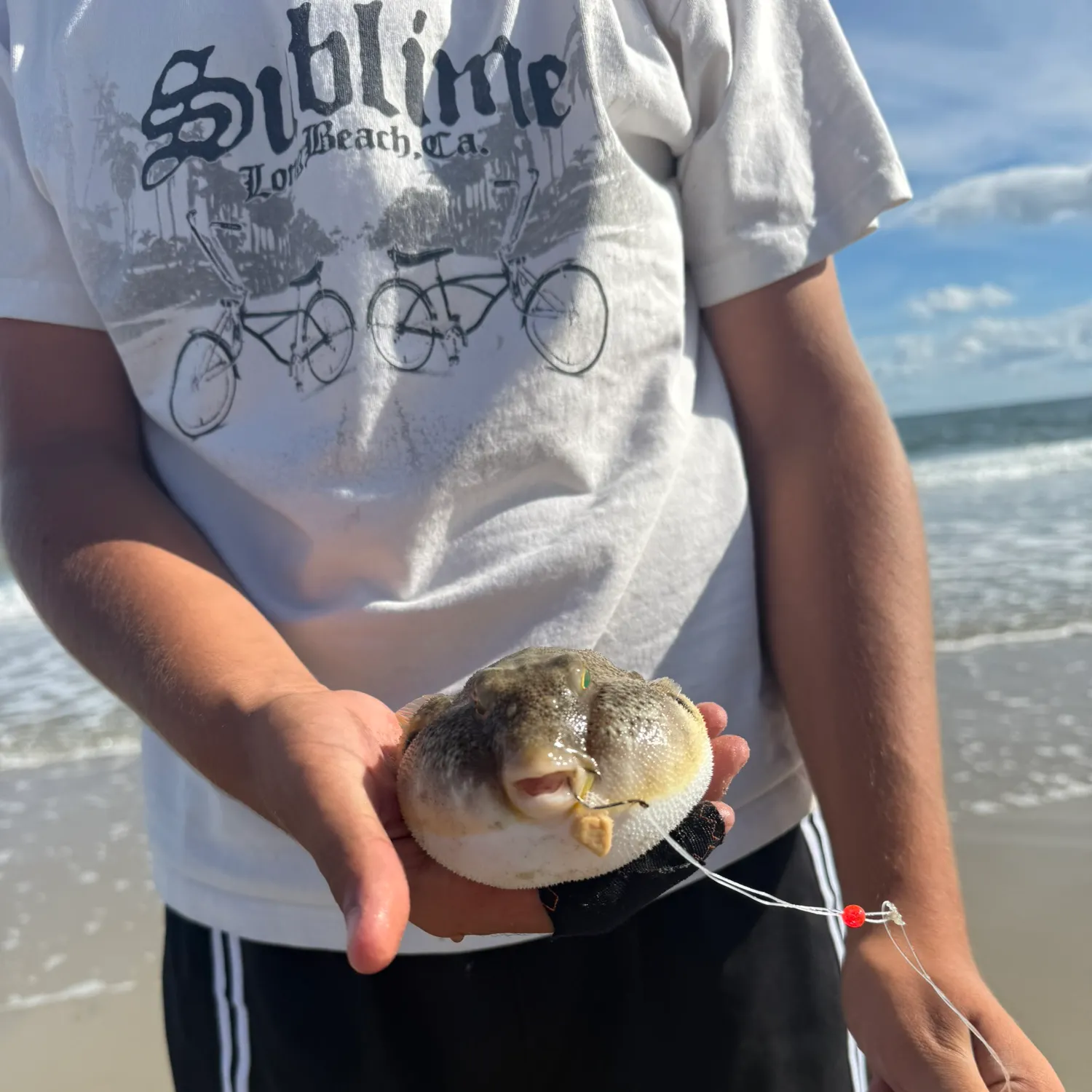 Northern puffer caught on Fishbrain