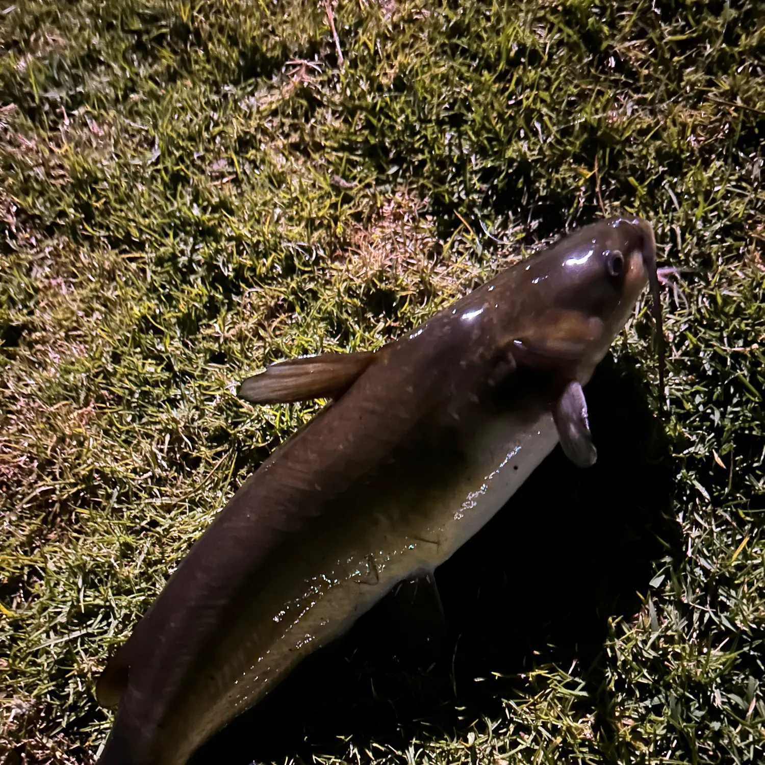 The most recent Channel catfish catches on Fishbrain