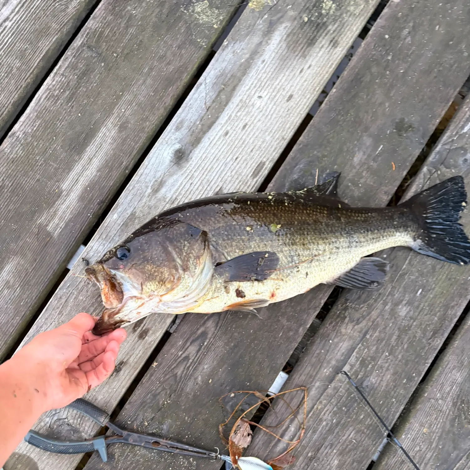 Largemouth bass caught on Fishbrain