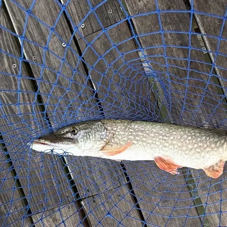 Northern pike caught on Fishbrain