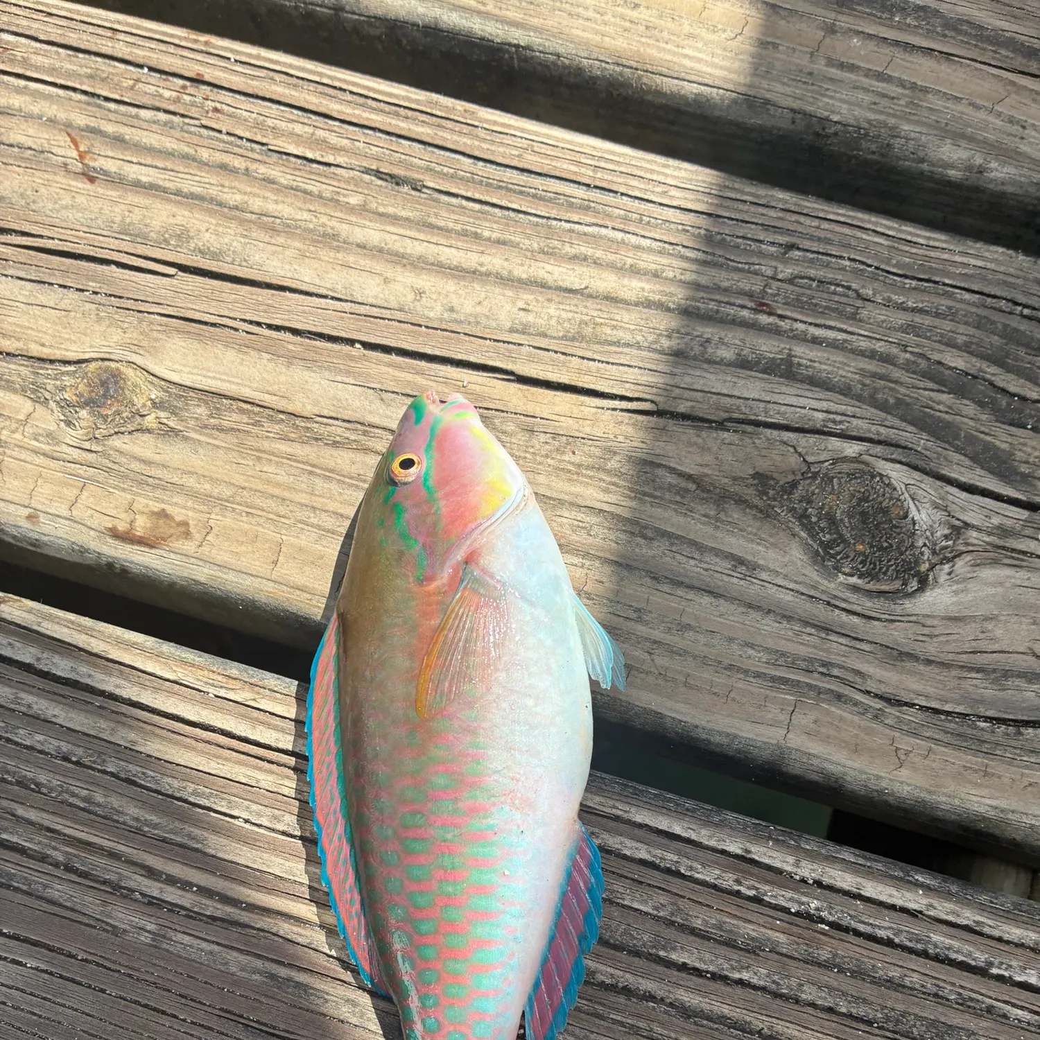 The most recent Blue-barred parrotfish catches on Fishbrain