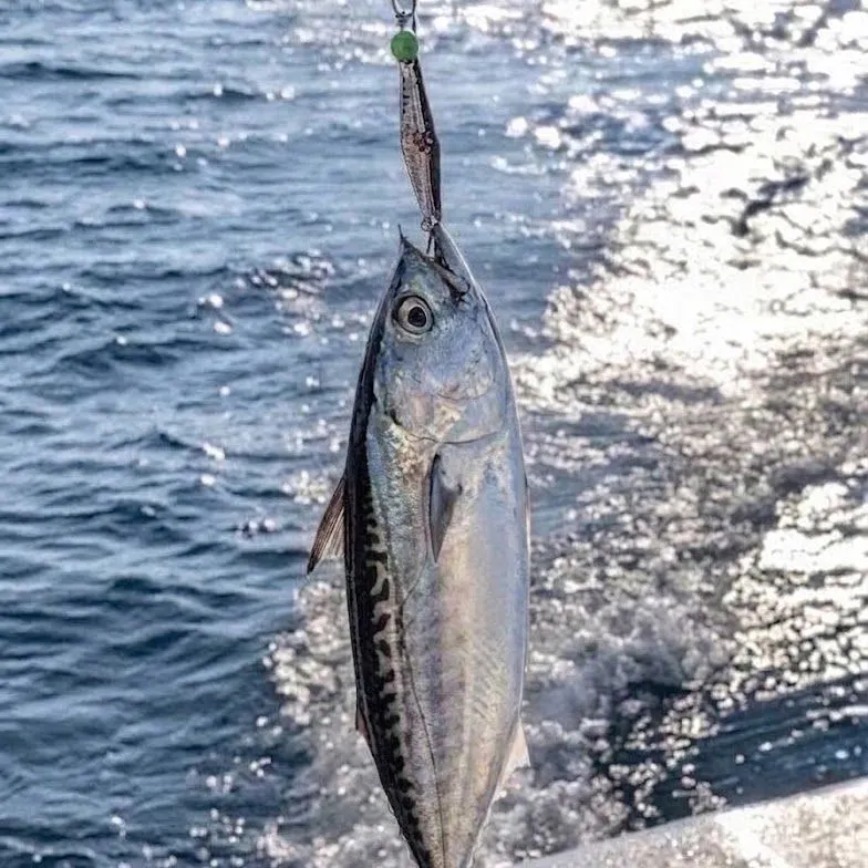 Little tunny caught on Fishbrain