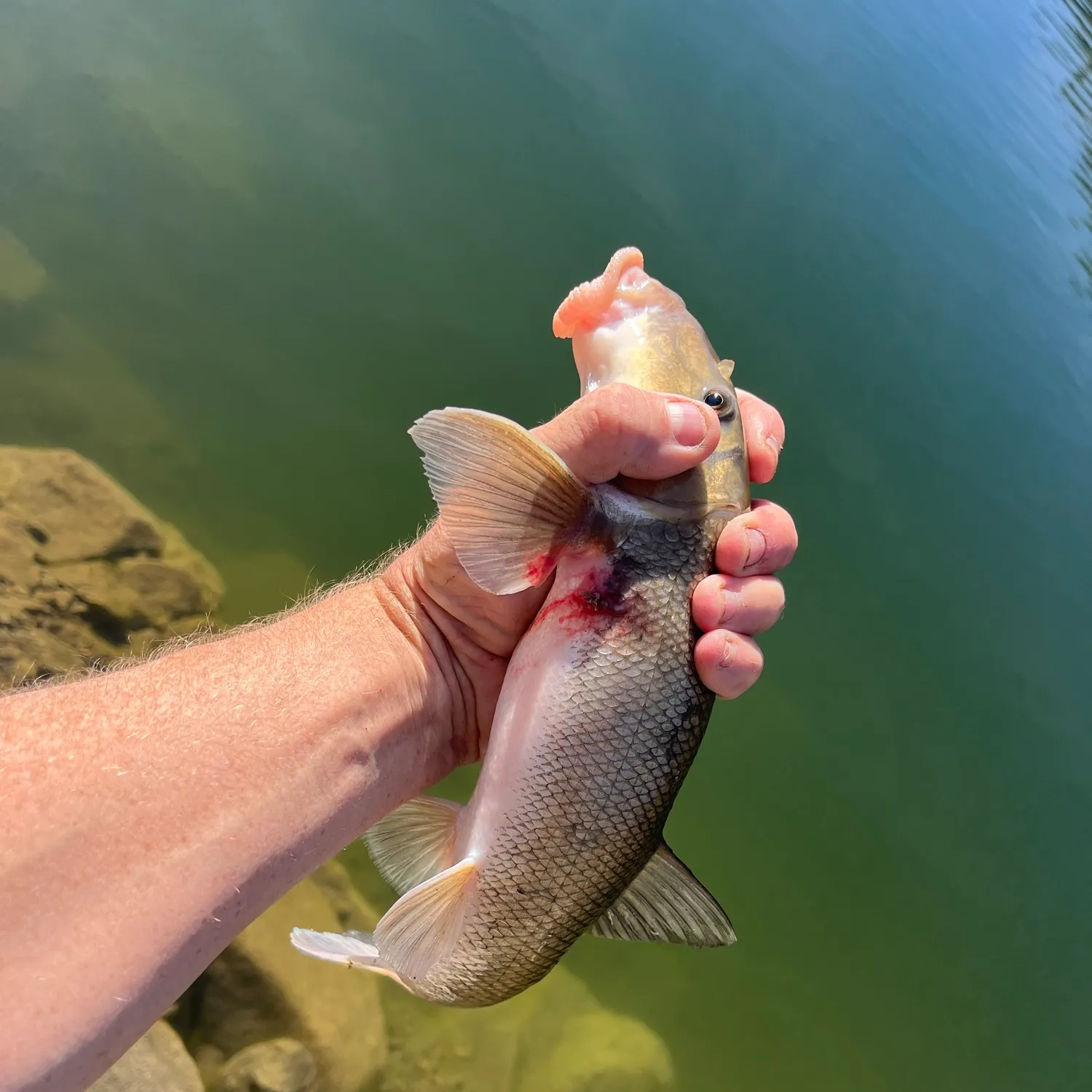 White sucker caught on Fishbrain