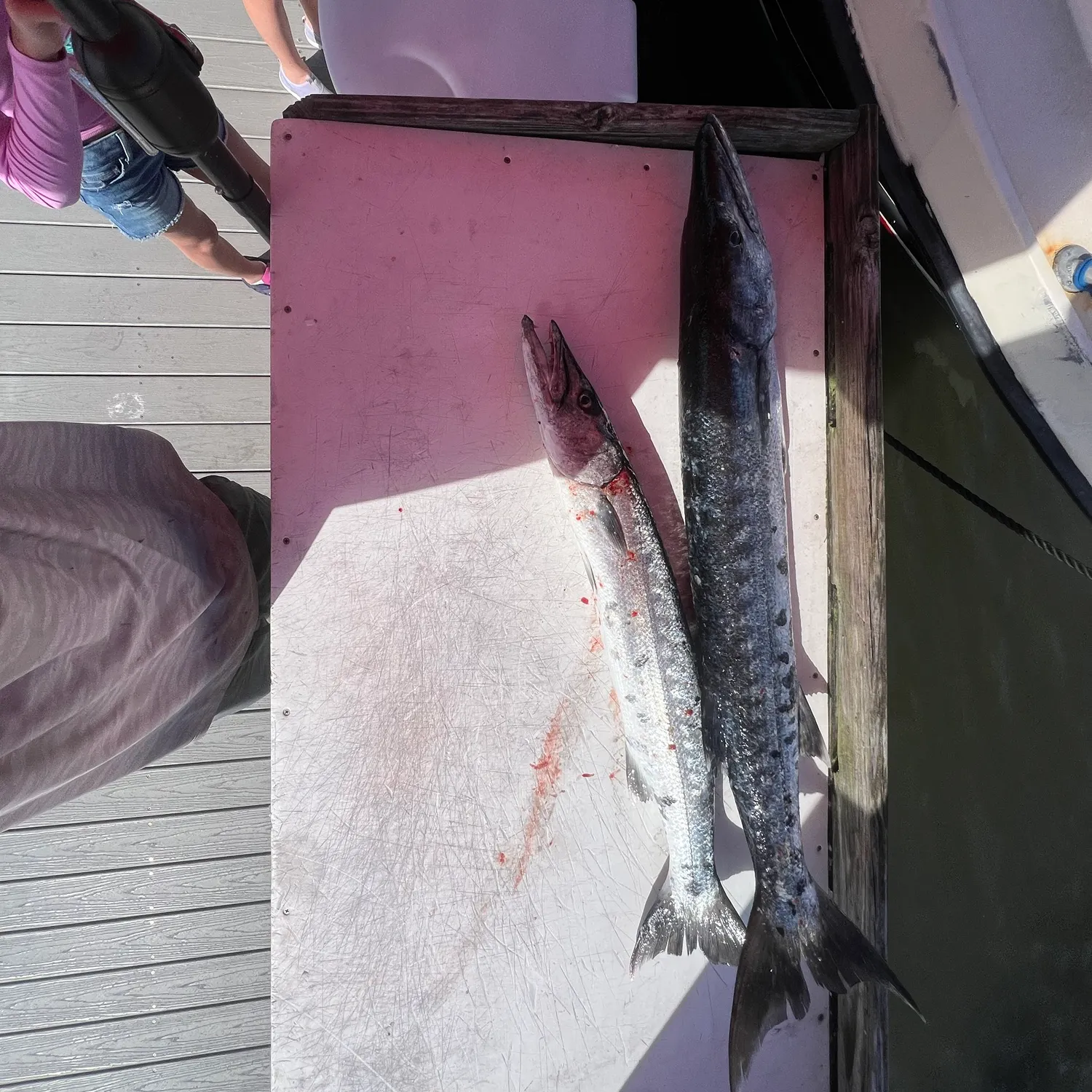 The most recent Great barracuda catches on Fishbrain