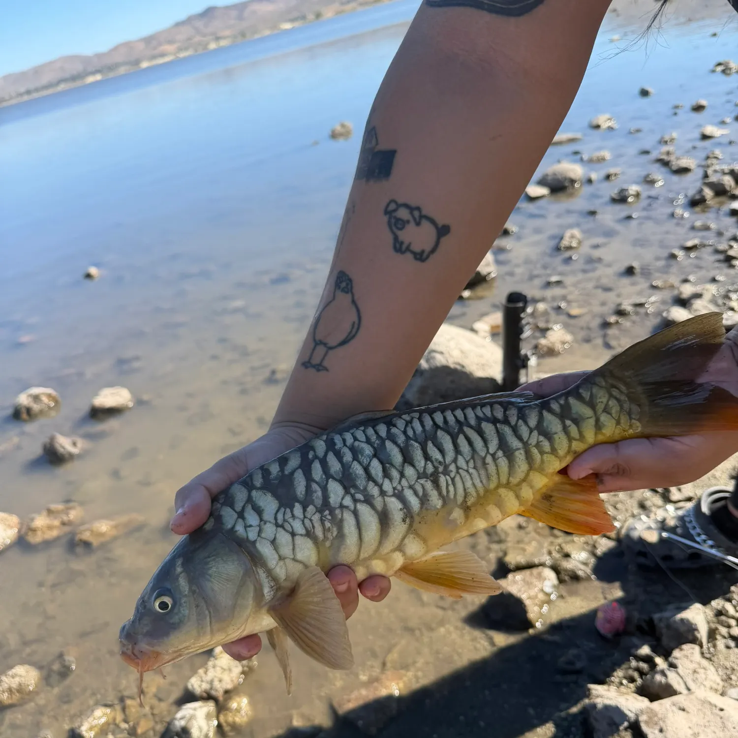 Mirror carp caught on Fishbrain