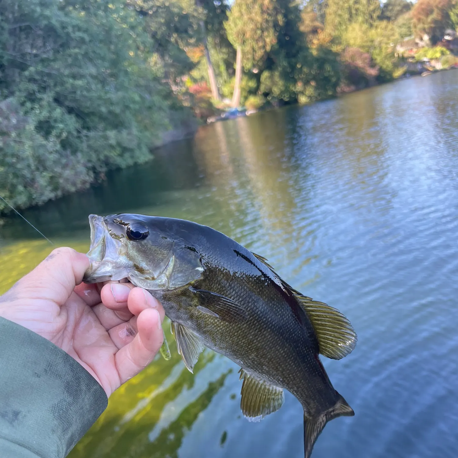 Smallmouth bass caught on Fishbrain