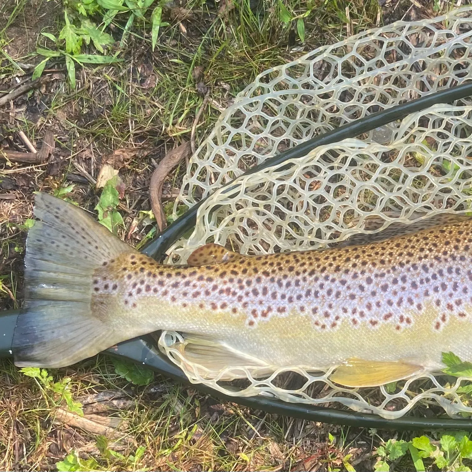 The most recent Brown trout catches on Fishbrain