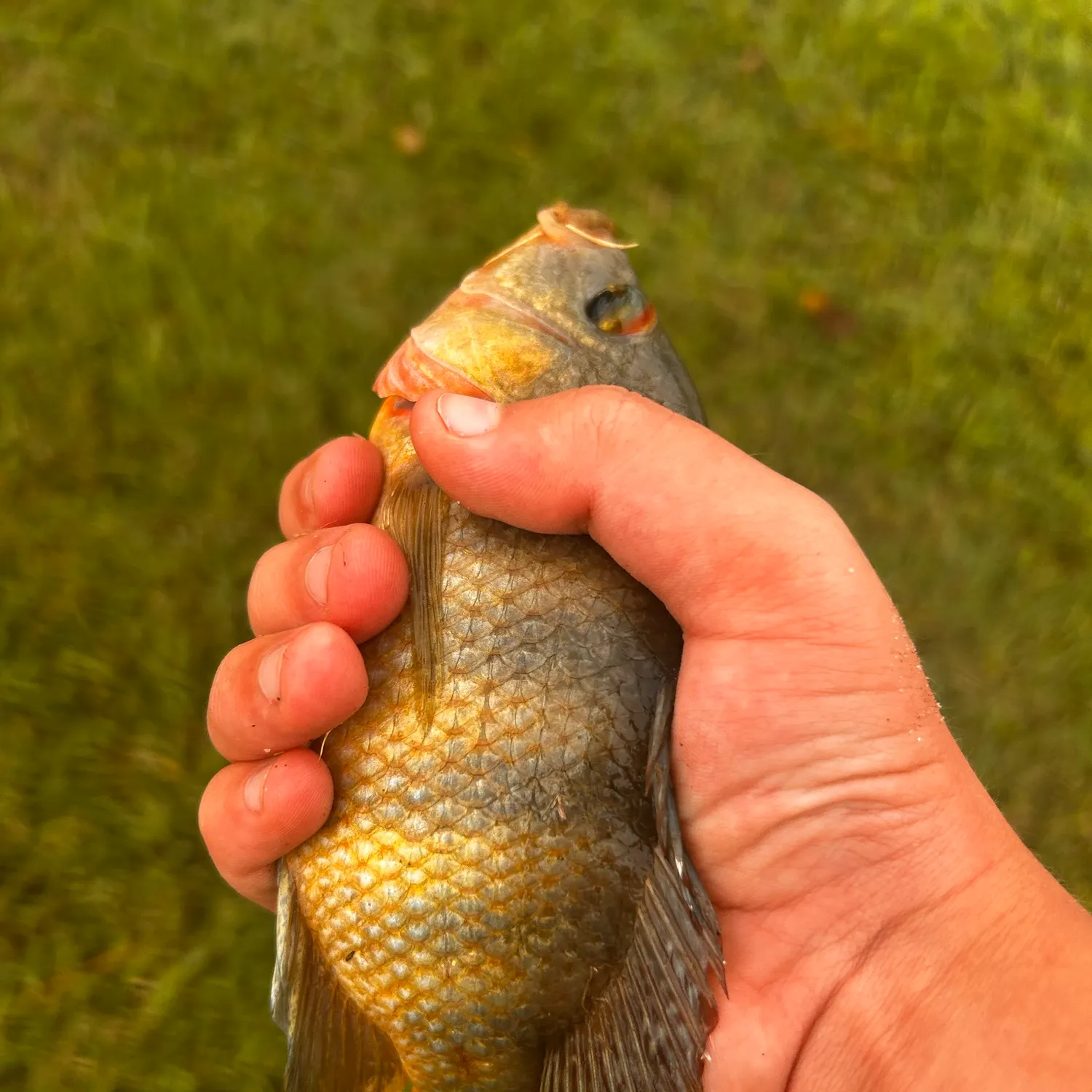 Mayan cichlid caught on Fishbrain