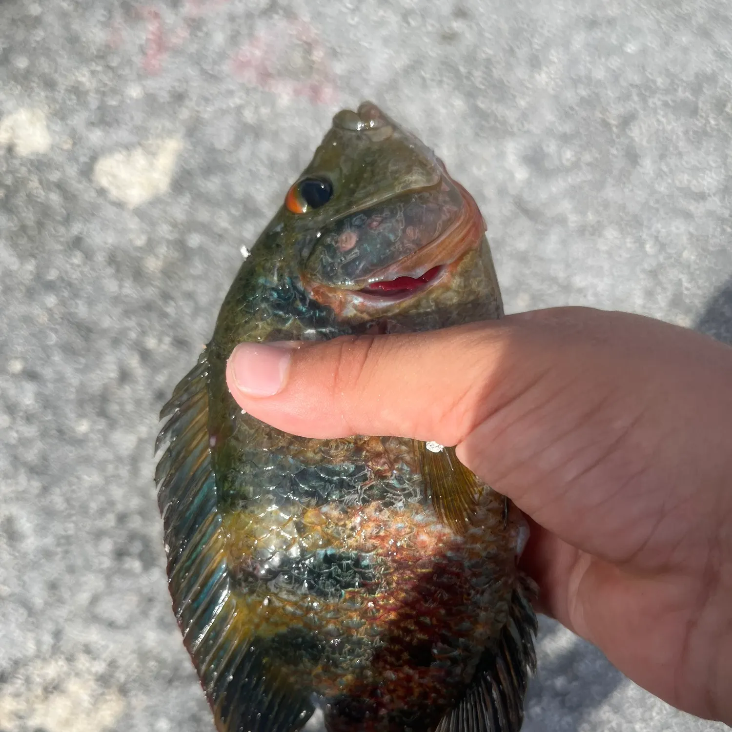 catch