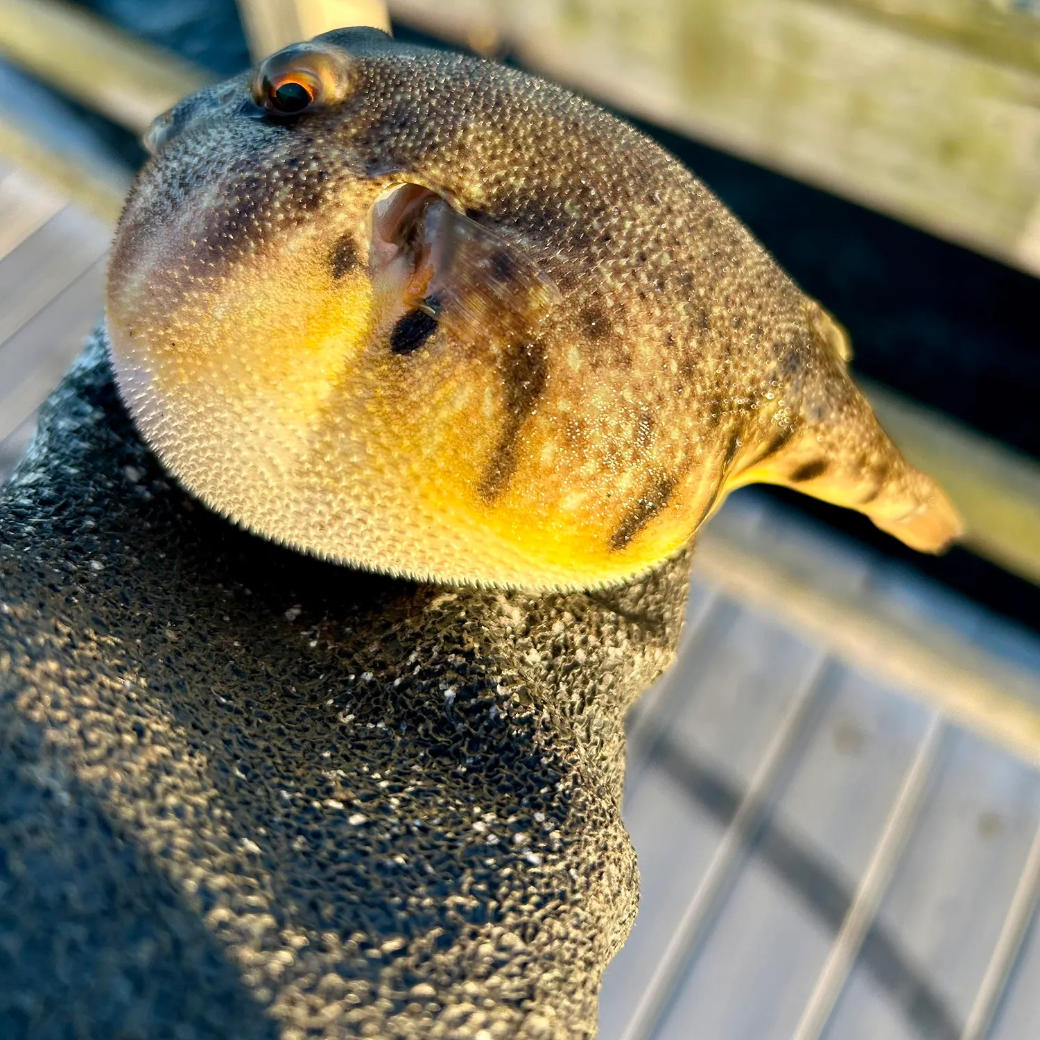 Northern puffer caught on Fishbrain